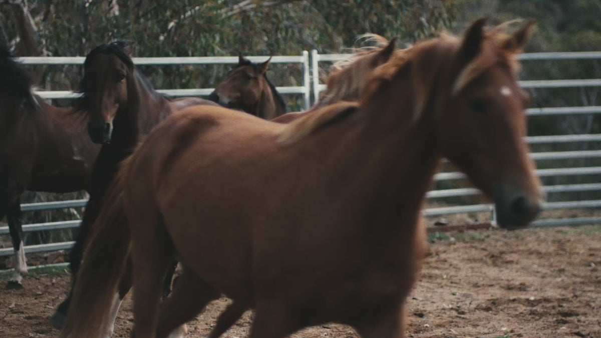 A video showing the life on the ranch of Snowy Brumby Horsemanship, with horses running around, being ridden, and riders wearing Driza-Bone Heritage Jackets and Vests